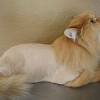 When grooming your cat (or clipping its nails, cleaning it, administering medication, etc.) it is important to ensure your cat feels safe and secure so your cat is once your cat is happy being stroked and petted, you can introduce a brush or a comb for some more intense grooming. Https Encrypted Tbn0 Gstatic Com Images Q Tbn And9gcqhktxzqwcwvqp7pwyeer8 N Vc8gvr U6ngpb8msnb5wohhxd7 Usqp Cau