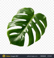 Including transparent png clip art. Download Monstera Leaf Transparent Png On Png Images