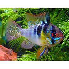 Ikannya bisa dibudidayakan dan dijual kembali dengan harga yang fantastis. Ikan Hias Air Tawar Ramirezi German Aquarium Aquascape Garansi Hidup Shopee Indonesia