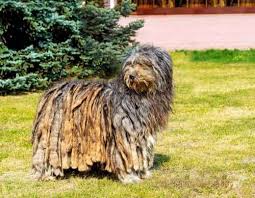 Bergamasco Coban Kopegi Kokeni Ve Ozellikleri My Animals