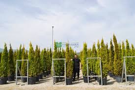 Image result for Alafia orientalis