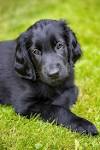 PuppyFind | Flat-Coated Retriever Puppies for Sale
