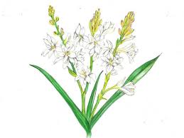 Image result for Polianthes tuberosa