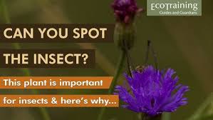 Image result for Vernonia glabra