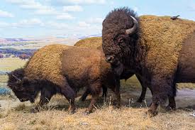 With bison you'll stay on top of your investments and be informed about the conditions of the crypto market. Tag Des Bisons National Bison Day In Den Usa 2020