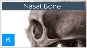 The nasal bone is a paired structure and forms the roof of the nasal cavity. Nasal Bone Anatomy Function Diagram Human Anatomy Kenhub Youtube
