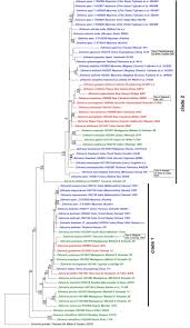 Image result for Zehneria tridactyla