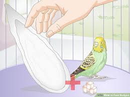 How To Feed Budgies 13 Steps With Pictures Wikihow