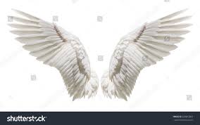 Black And White Wings Background Angel Wings Natural White Wing Plumage Isolated On White Background With Clipping Part Angel Wings Drawing Wings Drawing Wings