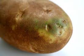 Even when you first peel the spud you should store it in water to. About Green Potatoes