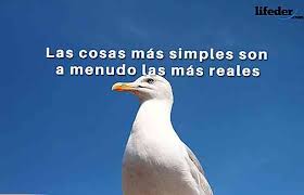 El tema fue la velocidad, y en una semana de prácticas había aprendido más acerca de la velocidad que la. Les Meilleures Phrases De Juan Salvador Seagull Thpanorama Deviens Mieux Maintenant