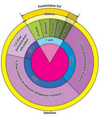 25 soal pembelahan sel pilihan ganda dan jawaban pembahasan. Jelaskan Pemahaman Siklus Sel Dan Sebutkan Tahapan Dari Siklus Sel Idn Paperplane