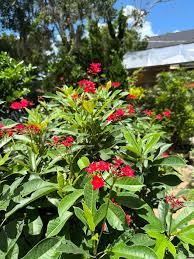 Image result for Jatropha schlechteri