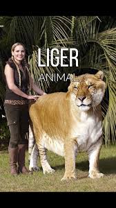 LIGER #ligre #liger #hybrid | TikTok