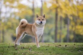 Shiba Inu Breed information | Chewy