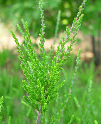 Image result for Calluna vulgaris