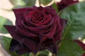 اروع وردة في العالم الورد لغه المحبه حنين الذكريات