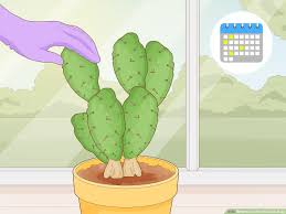 A happy cactus may even surprise you with vibrant blooms, a bonus for plants that already thrill with otherworldly shapes and spiny textures. 3 Simple Ways To Get Rid Of Cactus Bugs Wikihow