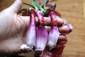 A quick warning about onion sites. Planting Sprouted Onions
