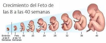 Caracteristicas Del Feto De 12 Semanas Madres Hoy
