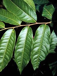 Image result for Margaritaria