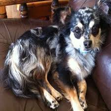 5 tiny chihuahua male puppies for sale very small both parents can be seen. Long Haired Blue Merle Chihuahua Puppies For Sale Petsidi