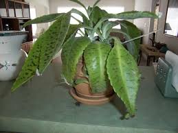 Full Size Picture Of Donkey Ears Life Plant I Kalanchoe Gastonis Bonnieri I Plants Plant Leaves Succulents