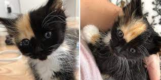 Kitten Rescued From Feral Life Discovered Warm Lap And Couldn T Stop Cuddling Love Meow Kitten Rescue Tortie Kitten Kitten