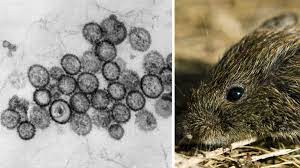 Several types of hantaviruses can cause hantavirus pulmonary syndrome. Hantavirus Warum Die Fallzahlen In Deutschland Rasant Steigen Stern De