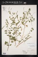 Image result for Cleome aculeata