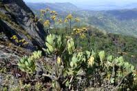 Image result for Solanecio cydoniifolius