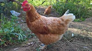 Visele cu șerpi izvorăsc din fricile noastre interioare. Interpretare Vis In Care Apare O Gaina Dreamgeek Ro