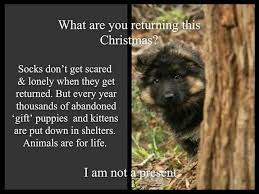 Don T Get People Pets For Christmas Without Asking Them First Holiday Puppies Puppies German Shepherd Puppies