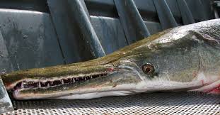 See more of catching dinosaurs alligator gar conservation on facebook. Texas Focuses Research On Alligator Gar
