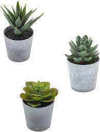 The reason is there are many cacti and succulents for sale results we have discovered especially updated the new coupons and this process will take a while to present the best result for your. Amazon Com Artificial Succulents Set Of 3 Mini Realistic Fake Plants With Plastic Pots For Home And Office Decoration Including Aloe Echeveria Laui And Haworthia Coarctata F Greenii 4in H X 3 5in W
