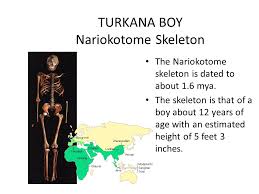 Studies of how turkana boy walked and ran had largely been restricted to the skeleton's legs and pelvis. Brain Size Cranial Capacities 700 Cm3 To 1250 Cm3 Ppt Video Online Download