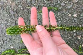 Image result for Lagarosiphon major