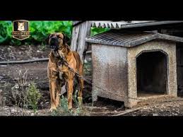 We did not find results for: Video Angry Dog Barking