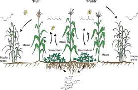 Also keep in mind that zero trap catches do not necessarily. Push Pull Farming Systems Sciencedirect