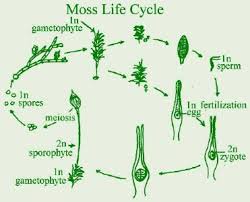 Maybe you would like to learn more about one of these? Garden Answers Plant Identification App Plant Identification App Plant Identification Moss