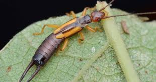 These pests are manageable with persistent cultural adjustment and trapping; How To Identify And Control Earwigs Gardener S Path