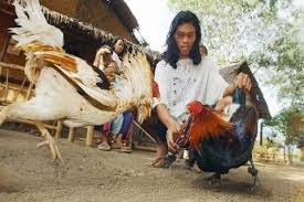 Gambar ayam berwarna buatan filipina bukan mexico asli. Filipina Taji Ayam Aduan Menyebabkan Kematian Seorang Polisi Satu Harapan