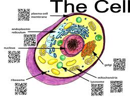 Biology Cell Qr Codes For Education Science Cells Teaching Biology Biology Classroom