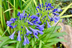 Image result for Agapanthus africanus