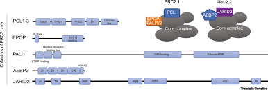 Megyn kelly is joined by former u.s. Polycomb Gene Silencing Mechanisms Prc2 Chromatin Targeting H3k27me3 Readout And Phase Separation Based Compaction Trends In Genetics