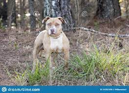 Also applies to american bullies, and american staffordshire terriers Tan And White Rednose American Pitbull Terrier Dog Stockbild Bild Von Gemischt Wagging 142531835