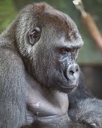 The Animals To Visit This Fall Lincoln Park Zoo