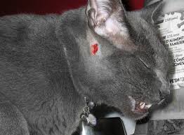 My cat had an aggressive episode about a month ago and has been tense and behaving uncharacteristically ever since. Why Do Pet Cats Attack Their Owners Pethelpful By Fellow Animal Lovers And Experts