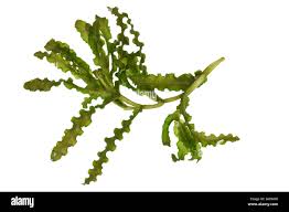 Image result for Potamogeton crispus