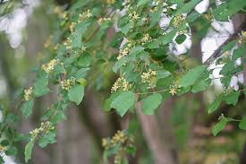 Image result for Grewia afra